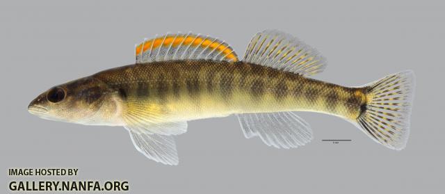 Percina phoxocephala Slenderhead Darter610WS