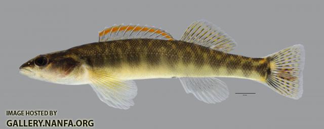 Percina phoxocephala Slenderhead Darter664WS