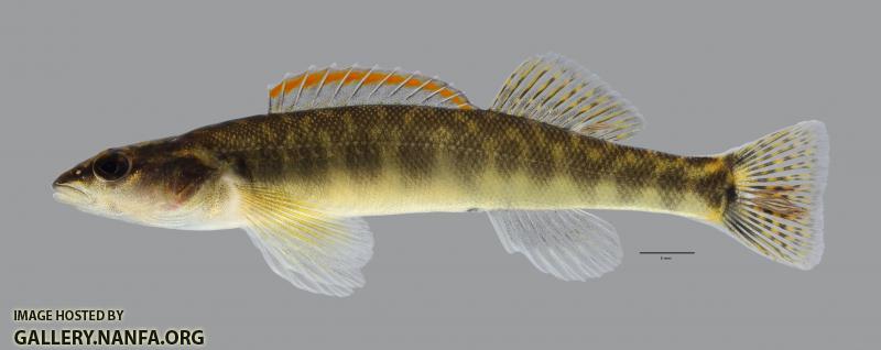 Percina phoxocephala Slenderhead Darter664WS