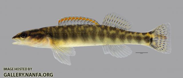 Percina phoxocephala Slenderhead Darter692WS