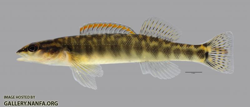 Percina phoxocephala Slenderhead Darter692WS