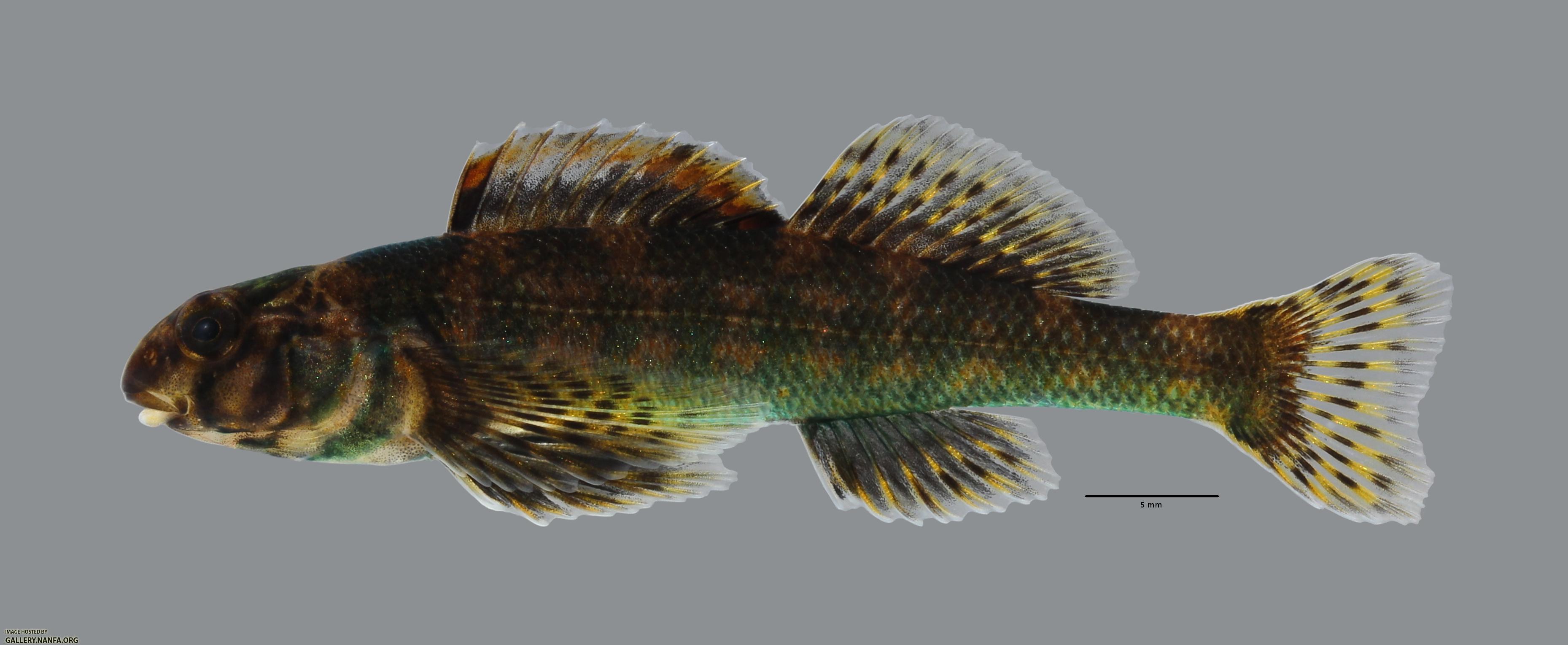 Etheostoma histrio Harlequin Darter470WS