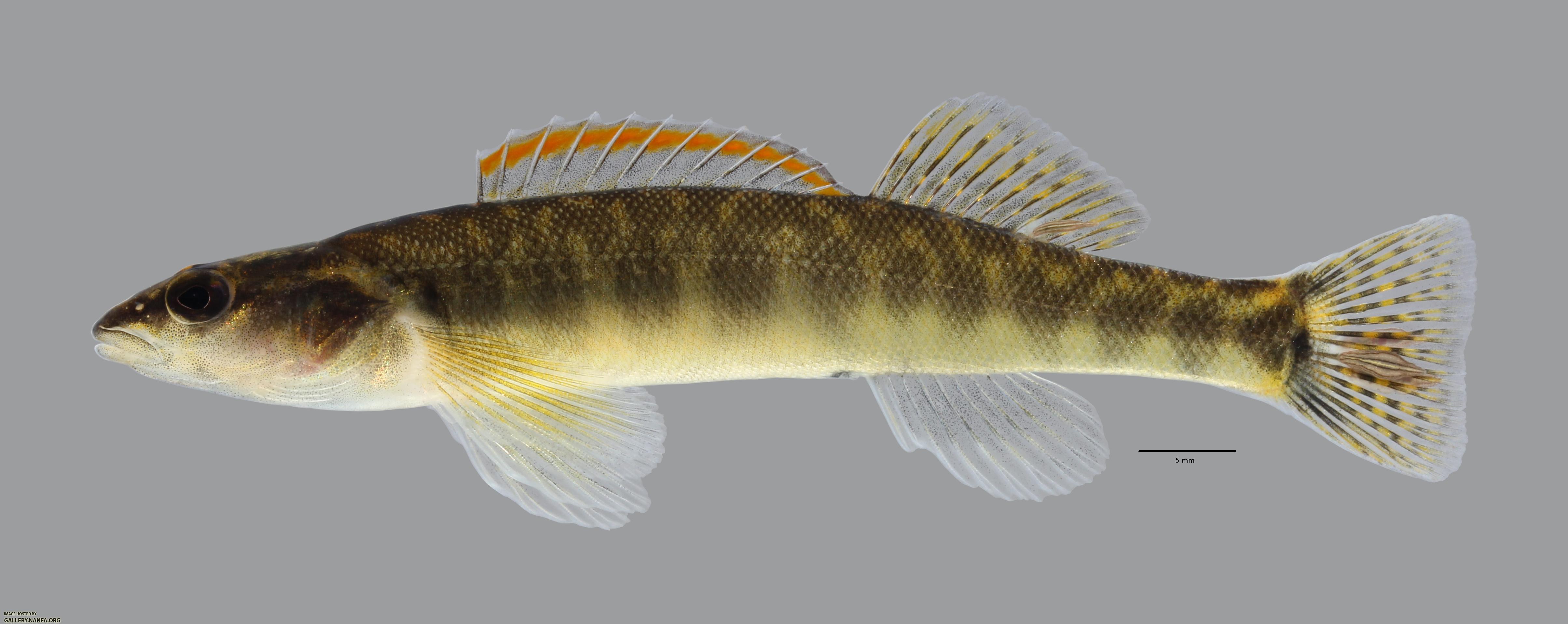 Percina phoxocephala Slenderhead Darter664WS