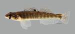 Percina shumardi River Darter160WS