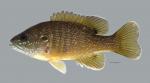 Lepomis cyanellus Green Sunfish484WS