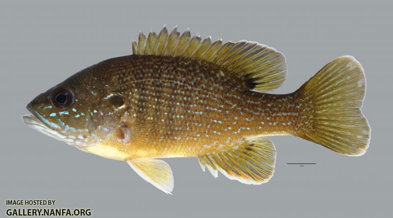 Lepomis cyanellus Green Sunfish484WS