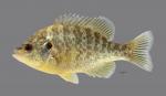 Lepomis microlophus Redear Sunfish107WS