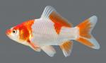 Carassius auratus Goldfish5702