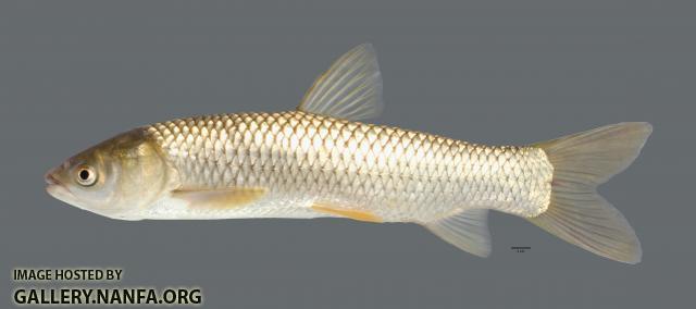 Ctenopharyngodon idella Grass Carp5679WS