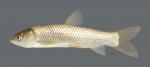 Ctenopharyngodon idella Grass Carp5679WS