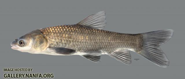 Mylopharyngodon piceus Black Carp5543WS