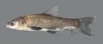 Mylopharyngodon piceus Black Carp5543WS