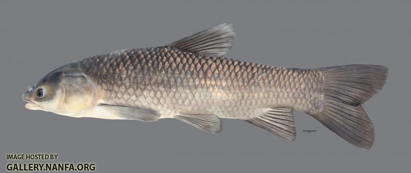 Mylopharyngodon piceus Black Carp5571WS