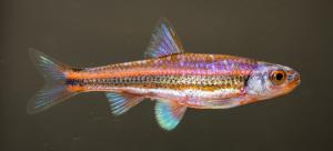 Rainbow Shiner