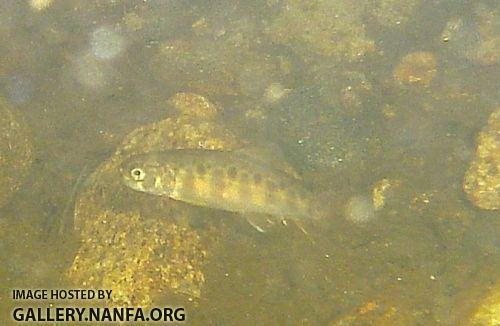 brook trout 3 close rsz