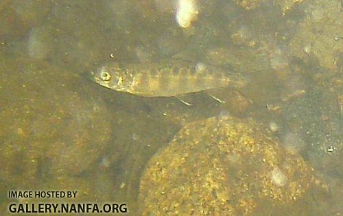 brook trout 4 close rsz