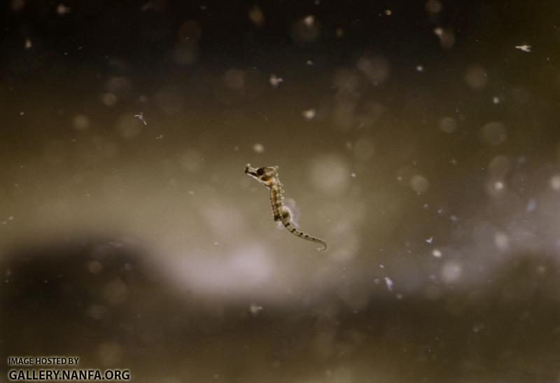 Newborn lined seahorse