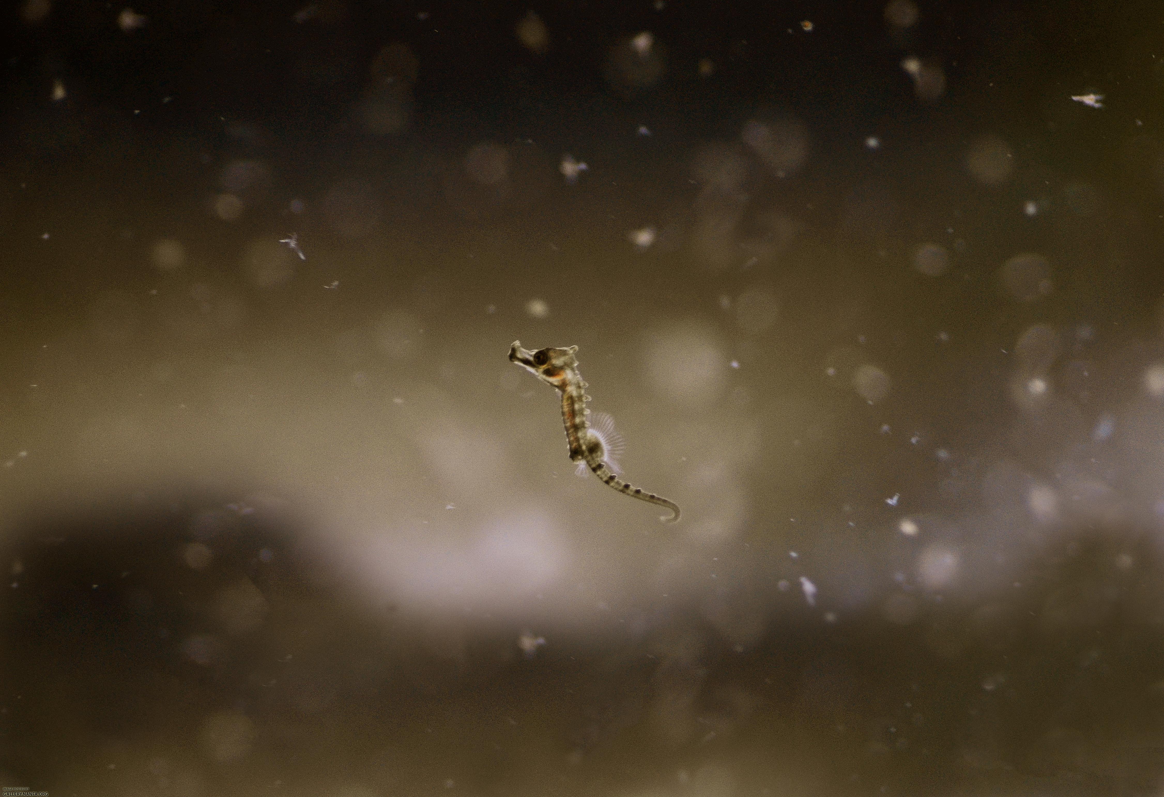 Newborn lined seahorse