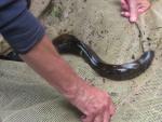 lamprey 1