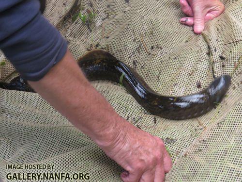 lamprey 1