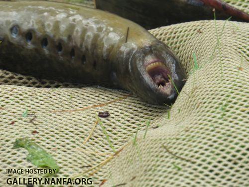 lamprey 14