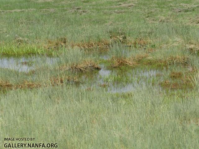 salt marsh 1