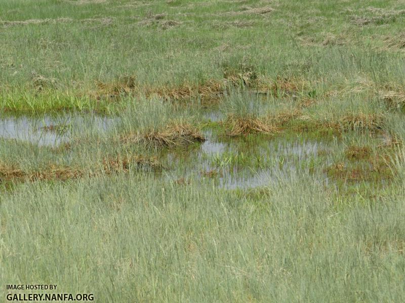 salt marsh 1