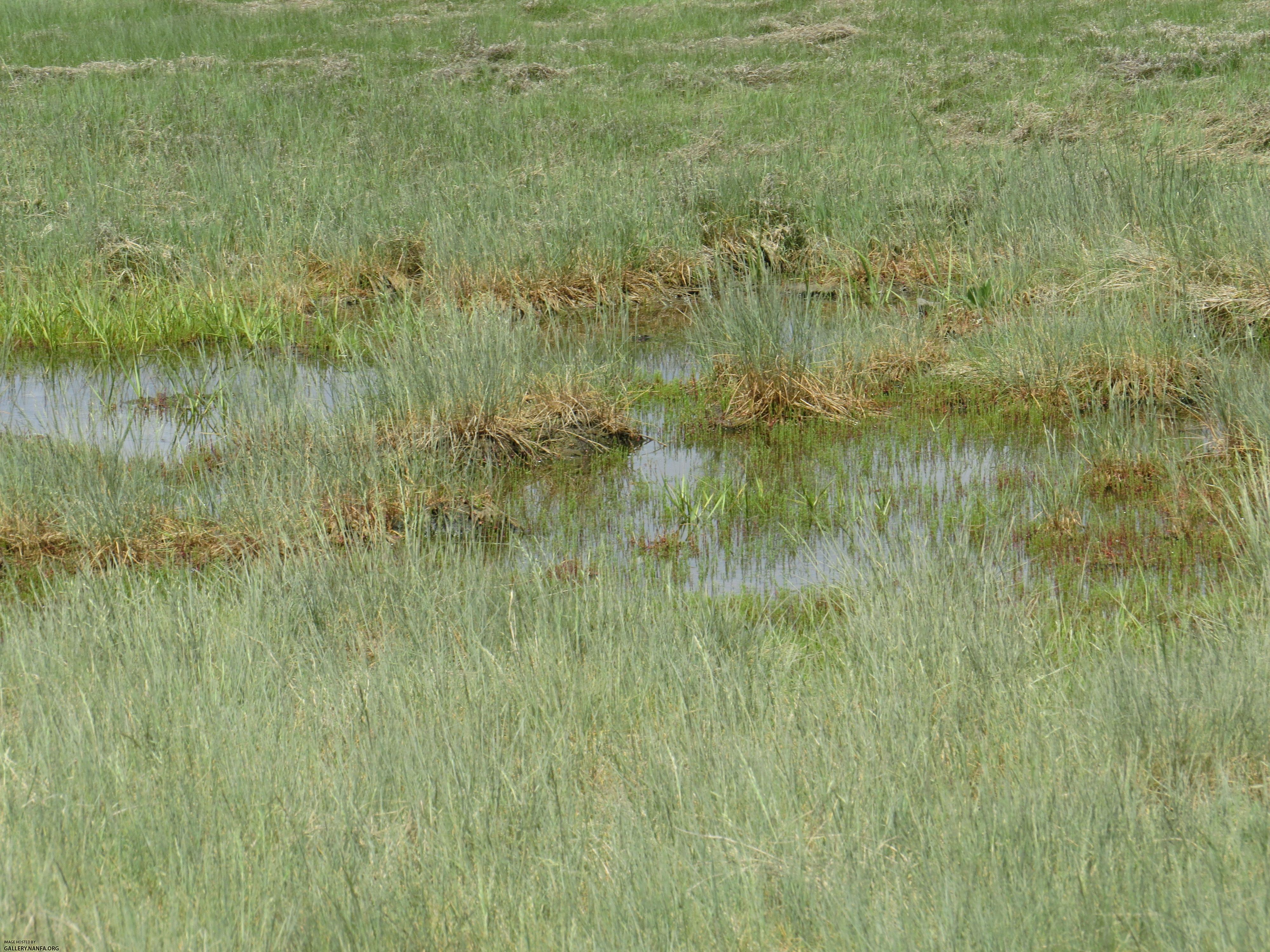 salt marsh 1