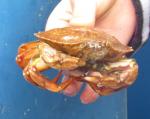 boat crab 6