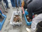 boat fish bins