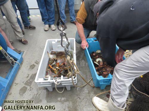 boat fish bins