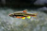 Mountain redbelly dace