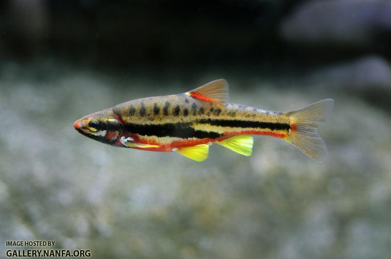 Mountain redbelly dace