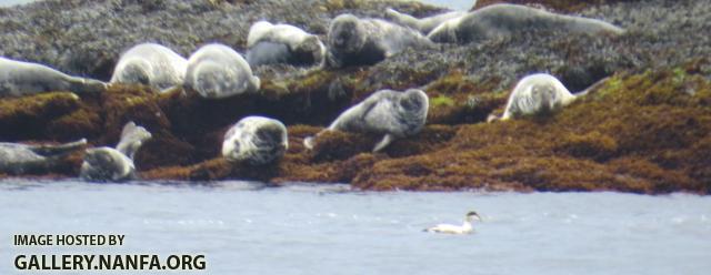 seals 2