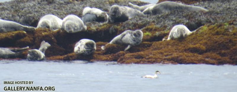 seals 2