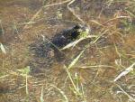 Pittsburgh mink frog