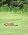 Pittsburgh woodchuck