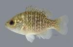 Lepomis symmetricus Bantam Sunfish1353ws