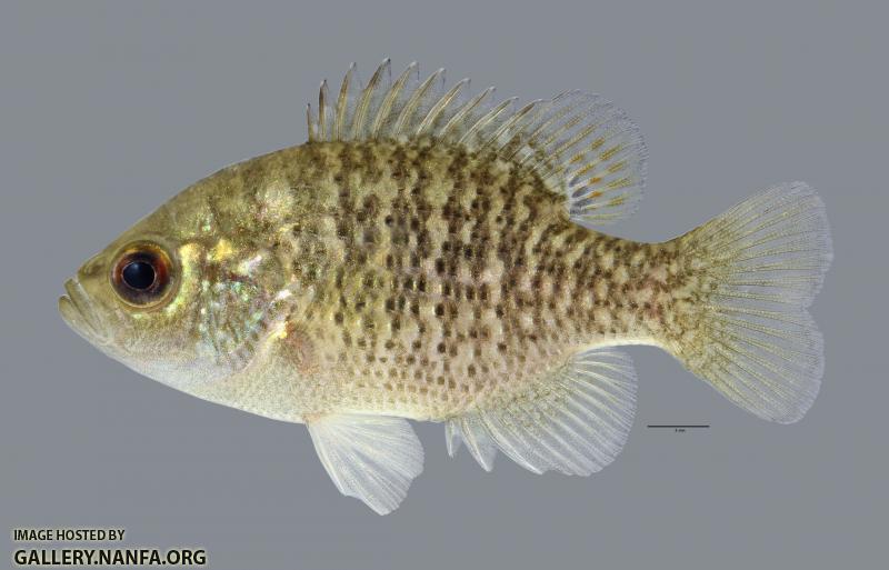 Lepomis symmetricus Bantam Sunfish1353ws