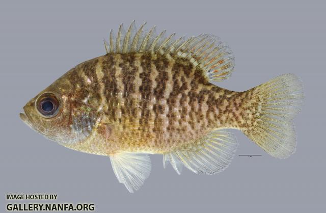 Lepomis symmetricus Bantam Sunfish1429ws