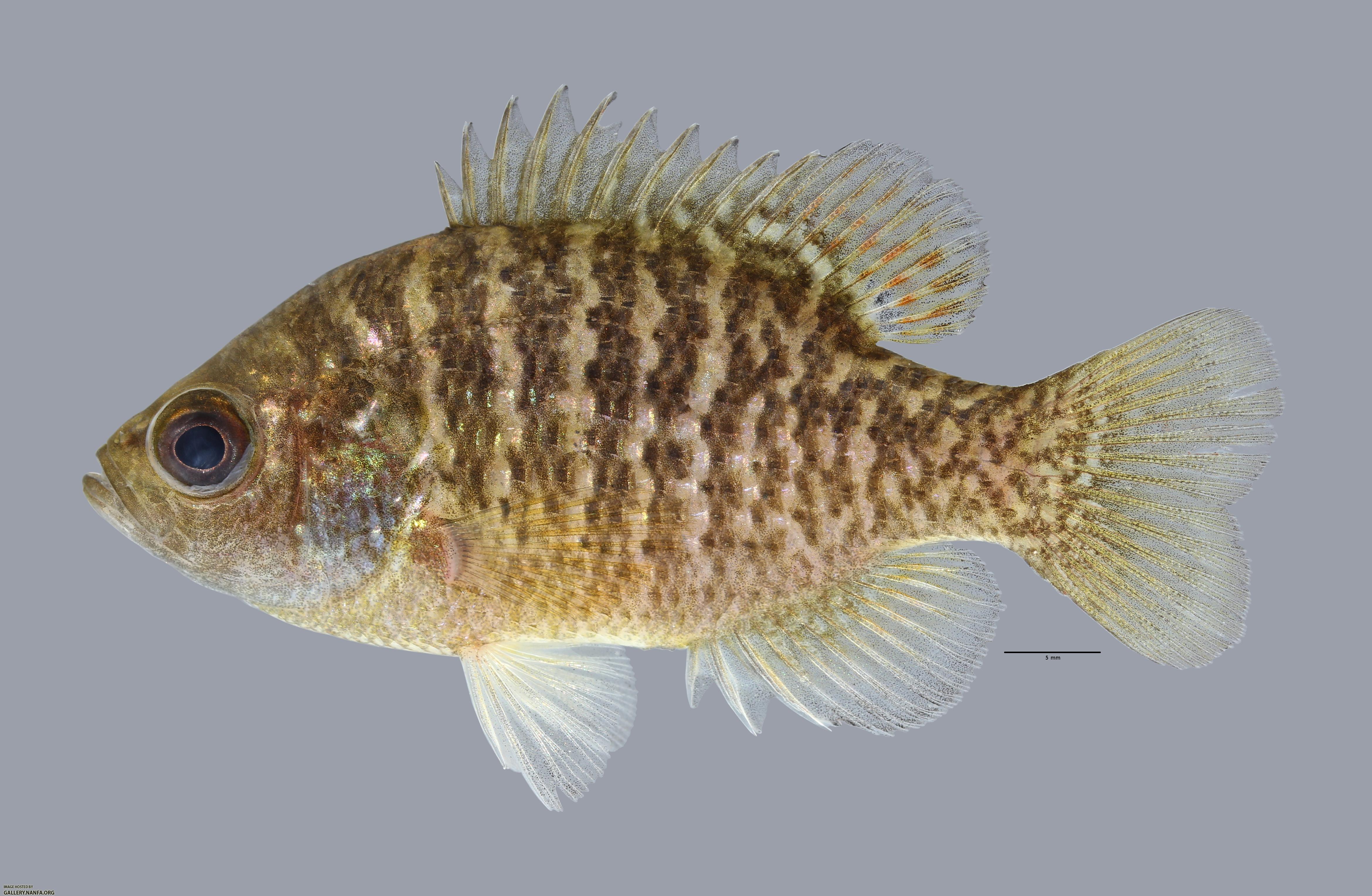 Lepomis symmetricus Bantam Sunfish1429ws