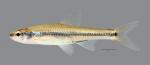 Notropis chalybaeus Ironcolor Shiner 1275ws