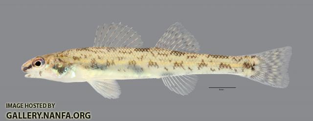 Etheostoma chlorosoma Bluntnose Darter 1558ws