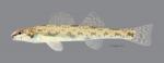 Etheostoma chlorosoma Bluntnose Darter 1558ws