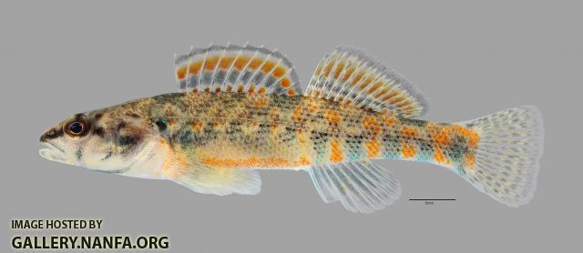 Etheostoma collettei Creole Darter1816ws