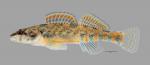 Etheostoma collettei Creole Darter1816ws