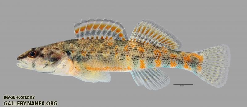 Etheostoma collettei Creole Darter1816ws