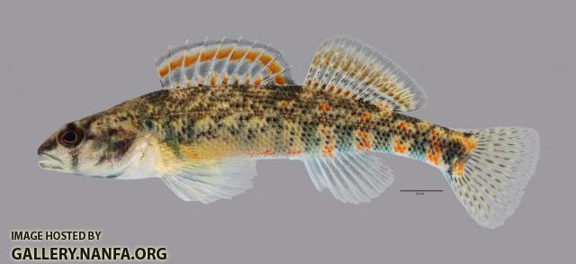 Etheostoma collettei Creole Darter1840ws