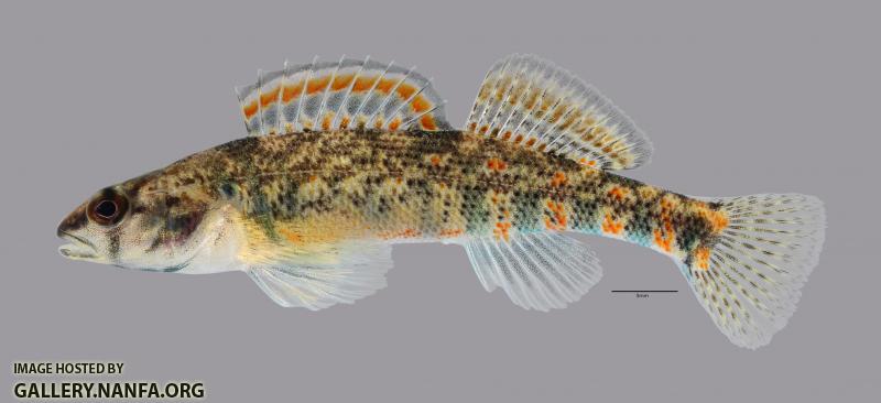 Etheostoma collettei Creole Darter1840ws