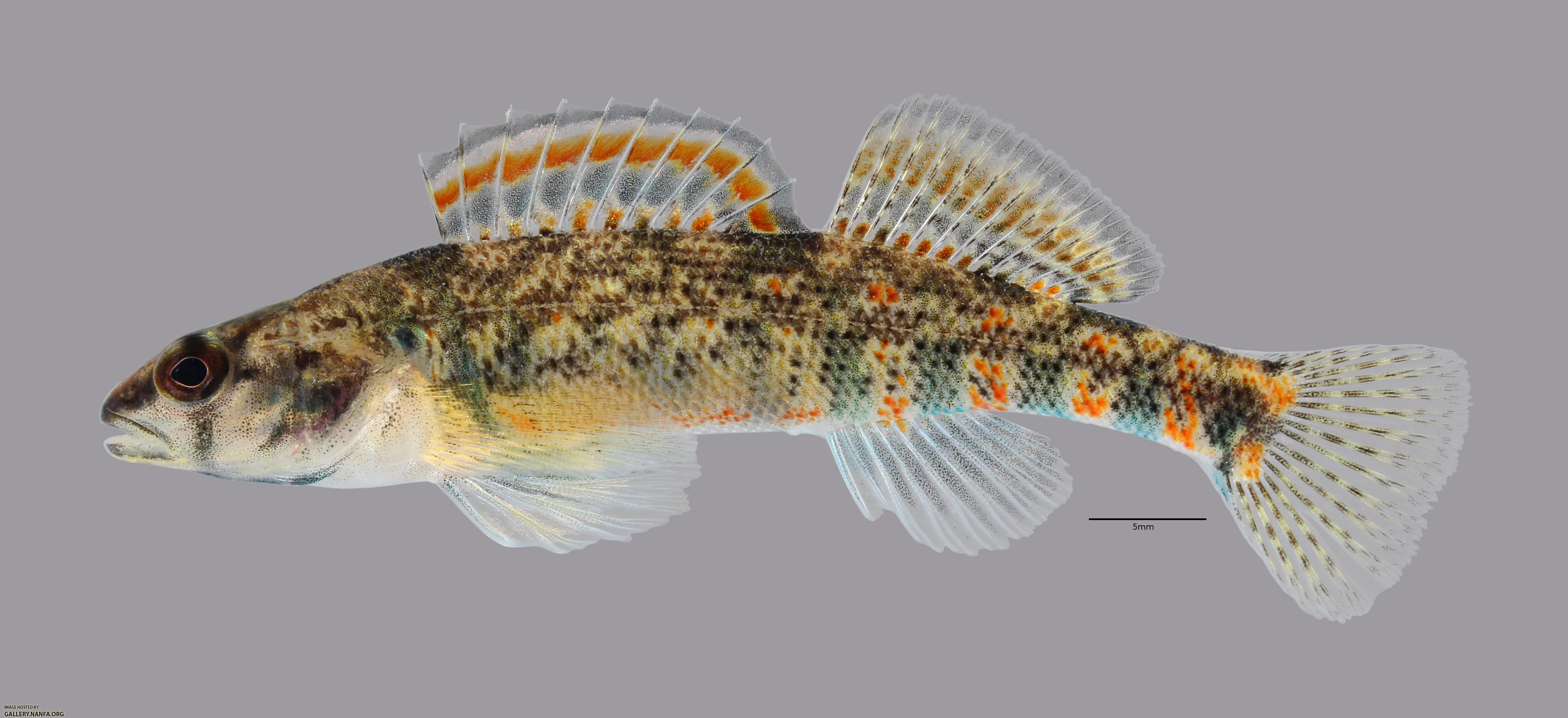 Etheostoma collettei Creole Darter1840ws